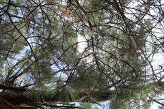 Pinus pseudostrobus