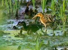 Rallus elegans