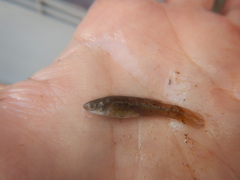 Fundulus pulvereus