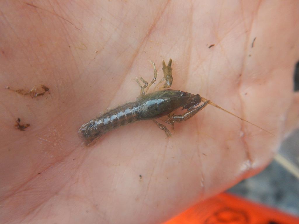 Aransas Dwarf Crawfish