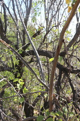 Peniocereus johnstonii