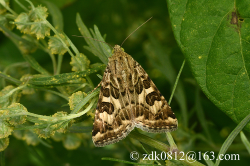 Spotted Clover