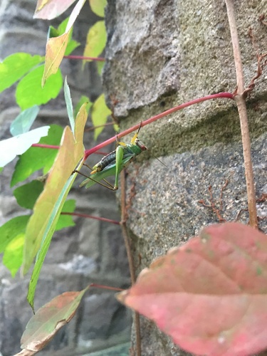 Black-legged Meadow Katydid photo 6