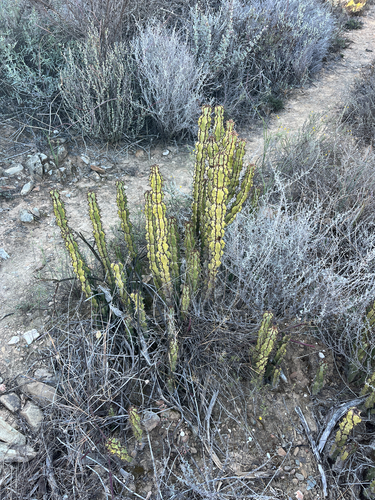 Euphorbia radyeri, photograph 5