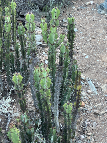 Euphorbia radyeri, photograph 4