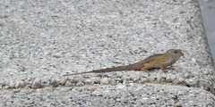 Anolis sagrei