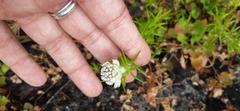 Metalasia pulchella