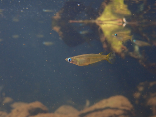 Hong Kong medaka (Oryzias curvinotus) — Adrianichthyidae