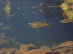 Oryzias curvinotus