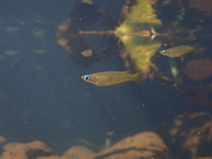 Oryzias curvinotus