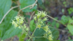 Koanophyllon longifolium