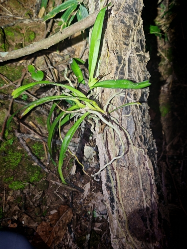 Cleisostoma paniculatum, photograph 3
