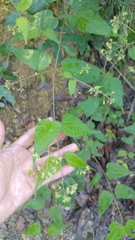 Koanophyllon longifolium