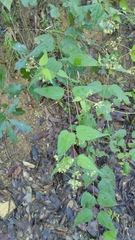 Koanophyllon longifolium