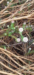 Metalasia pulchella