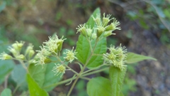 Koanophyllon longifolium