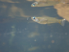 Oryzias curvinotus