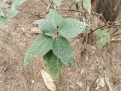 Boehmeria macrophylla