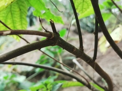 Boehmeria macrophylla