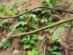 Boehmeria macrophylla