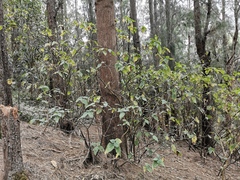 Boehmeria macrophylla