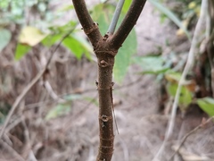 Boehmeria macrophylla