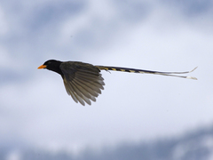 Yellow-Billed Blue Magpie photo 1