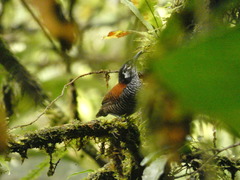 Cantorchilus nigricapillus