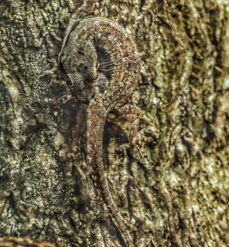 Hemidactylus frenatus