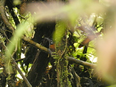 Cantorchilus nigricapillus