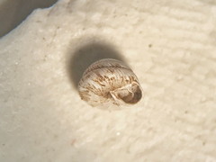 Strobilops labyrinthicus