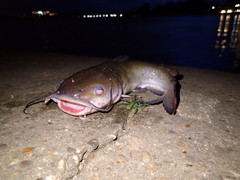 Ameiurus catus
