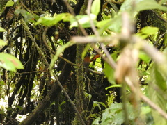 Cantorchilus nigricapillus