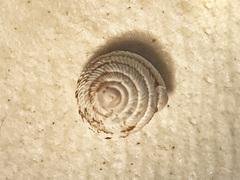 Strobilops labyrinthicus