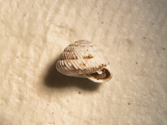 Strobilops labyrinthicus