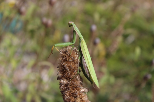 European Mantis photo 4