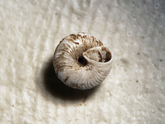 Strobilops labyrinthicus
