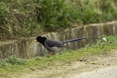 Yellow-Billed Blue Magpie photo 2