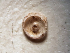 Strobilops labyrinthicus
