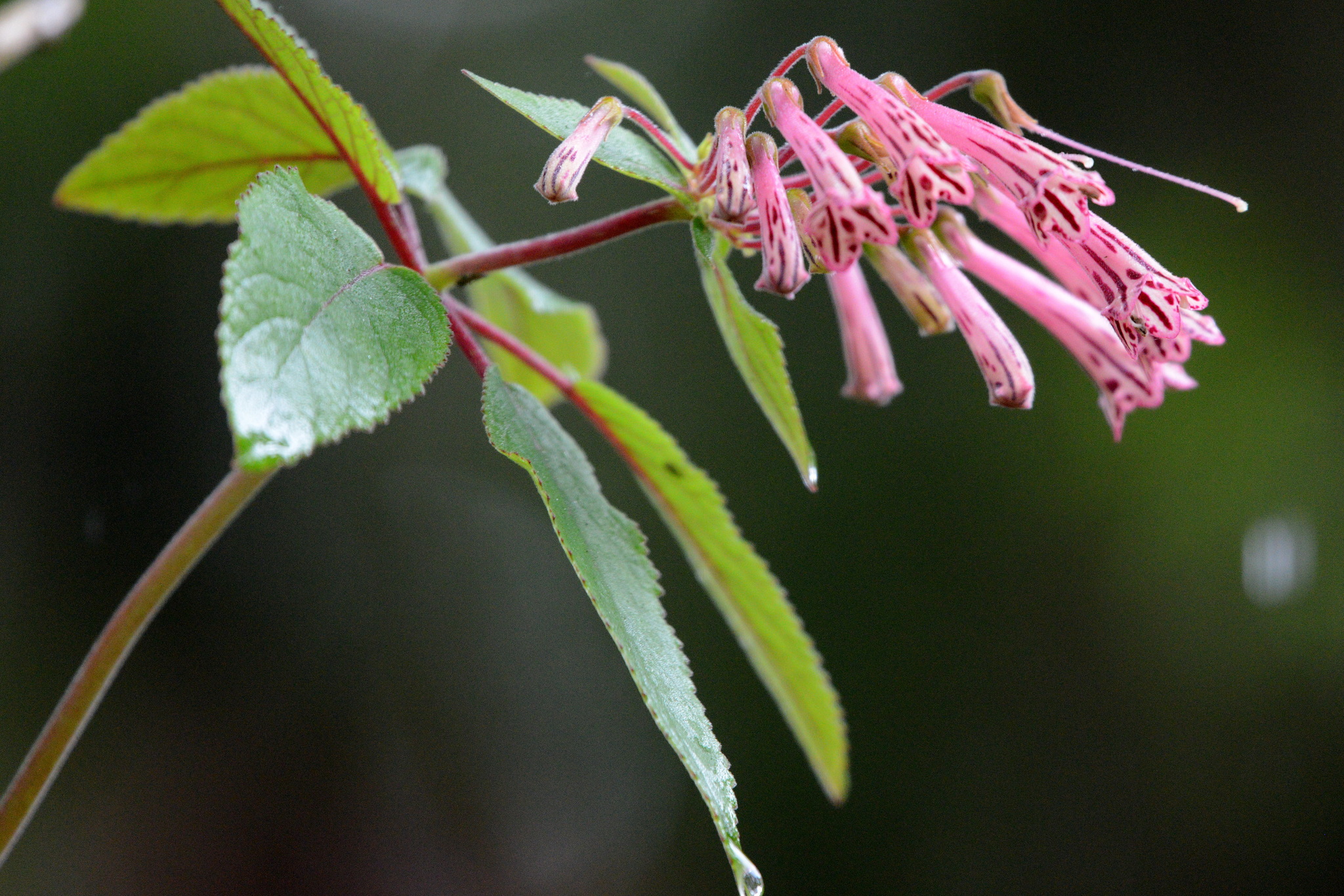 Sinningia douglasii
