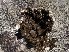 Umbilicaria torrefacta