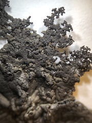 Umbilicaria torrefacta