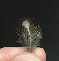 Athene noctua indigena