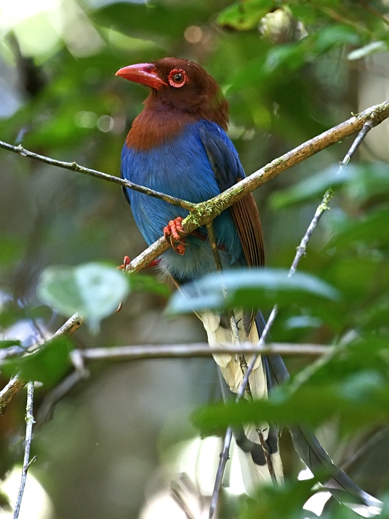 Sri Lanka Blue-Magpie (Urocissa ornata) photo