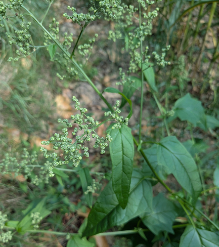 Chenopodium hybridum iNat (1)