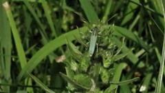 Phytoecia caerulescens