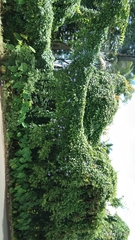 Lagerstroemia speciosa