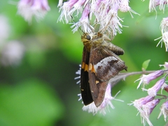 Aguna asander asander