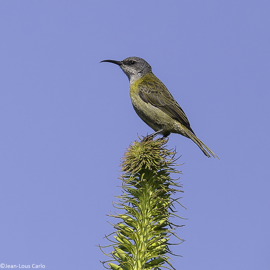 Purple-Breasted Sunbird