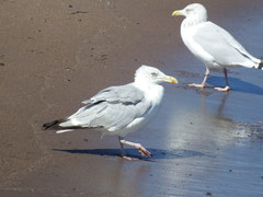 Larus argentatus image